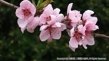 H17.05.24　桜（落部公園