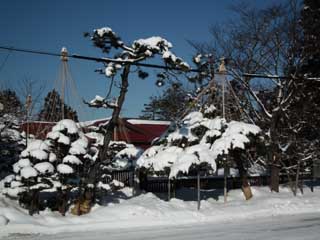 松の雪吊り