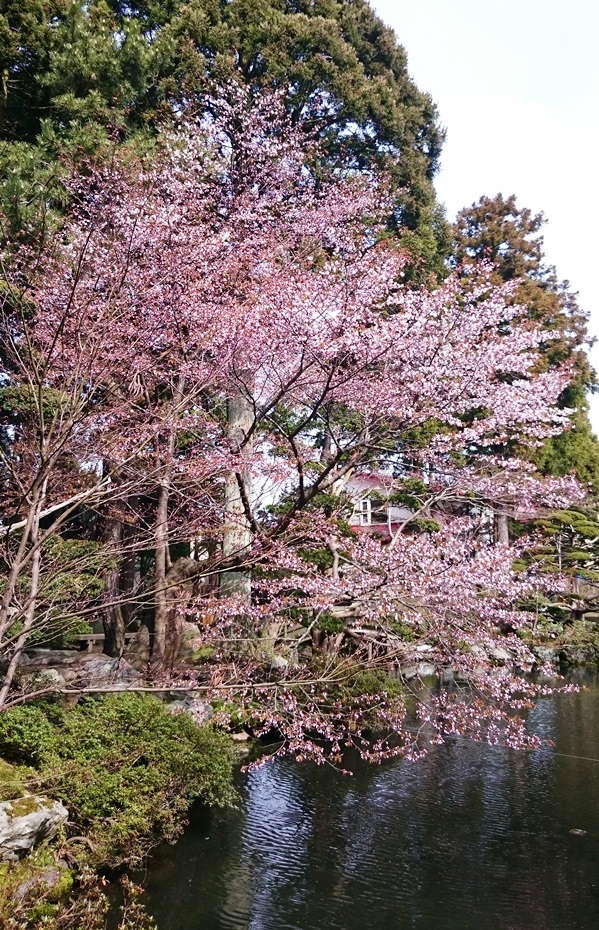 梅村庭園の桜