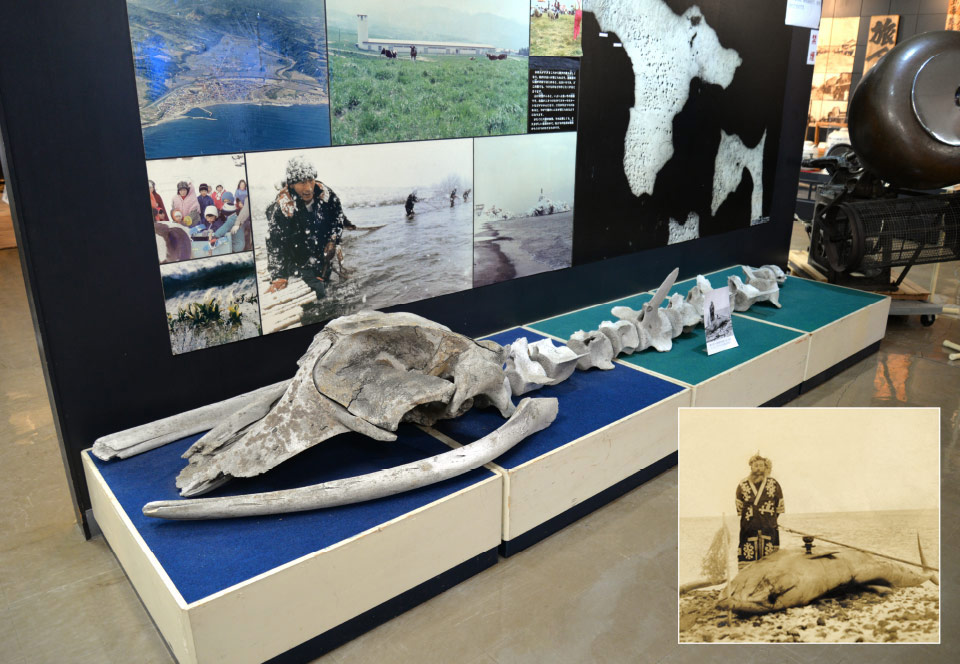 야쿠모초향토자료관  아이누가 포경업으로 포획한 고래의 뼈
