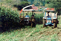 デントコーン収穫の画像