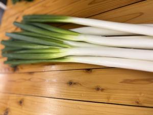 収穫されたネギ