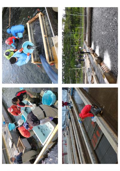 サーモンまとめ